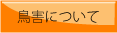 鳥害について-A
