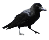 鳥害対策とは？カラスの画像