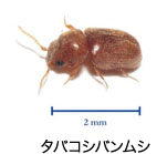 タバコシバンムシ写真
