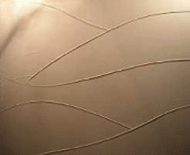 コテ波残し（エッジ強）